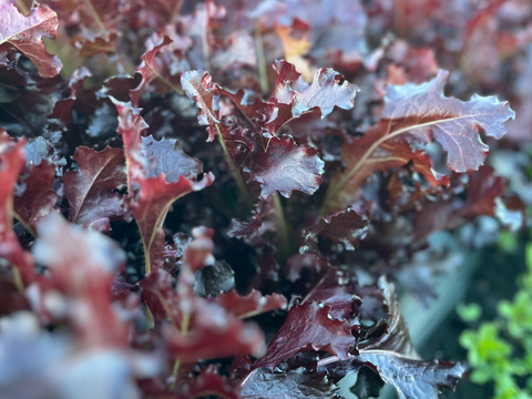 那須高原のレタスもりもり８種類入り