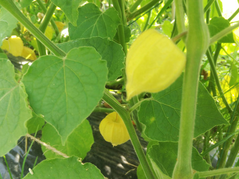 ゴールデンベリー生果実70個(農薬化学肥料不使用)