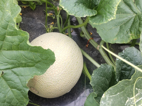 幻のメロン赤　北海道栗山町産２玉