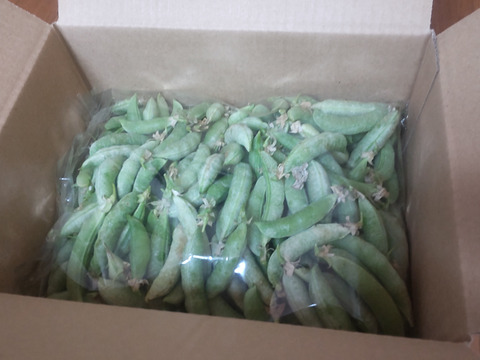 豆ごはん用スナップエンドウ１ｋｇ【自然栽培】