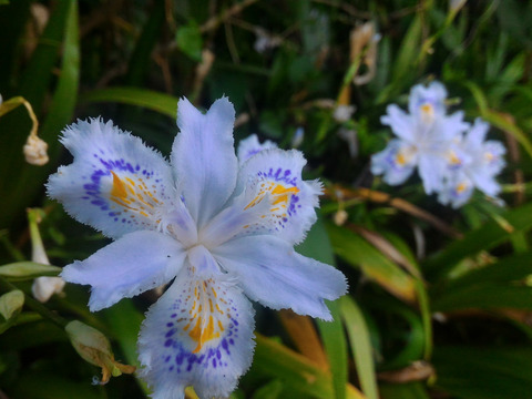 観賞用 花 植物 5月頃に咲く花 ヒメシャガ 3号 9cm ポット 内容量3ヶ グランドカバーに 抜き苗 岐阜県産 食べチョク 農家 漁師の産直ネット通販 旬の食材を生産者直送 観賞用 花 植物 5月頃に咲く花 ヒメシャガ 3号 9cm ポット 内容量3ヶ グランドカバーに 抜き苗 岐阜県産 食べチョク 農家 漁師の産直ネット通販 旬の食材を生産者直送