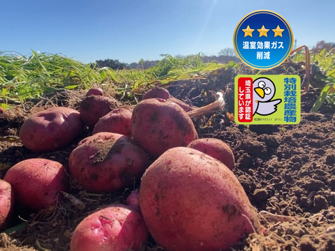 【自然栽培🍀固定種アンデスレッド1kg】毎年種芋を繋いでいます🥔ジャガバターがイチオシ！ほっくりコク深く甘い赤皮ジャガイモ
