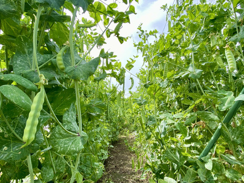 【自然栽培🍀朝採り鞘付きグリーンピース500g】とうもろこしの様な甘さにビックリ！自家採種10年以上・豆ごはんがおすすめ😋