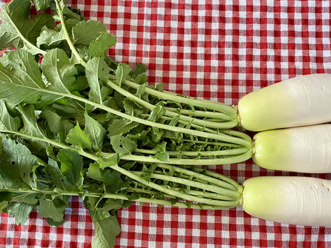 【自然栽培🍀ミニ大根】とろっ娘（約１kg１〜３本）サラダでも辛くない・おでんなどにオススメ