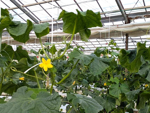 朝採り‼こだわり‼埼玉県産春きゅうり‼訳ありお徳用(約2.5㎏)