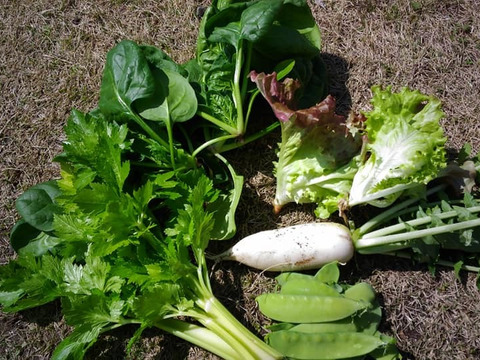 【60サイズ箱】わいわいファーム旬の自然農法野菜セットおまかせ便【5~6品目】
