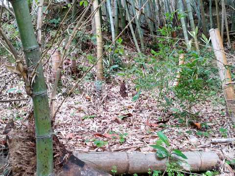 タケノコ水煮(２㎏前後)【あく抜きの米糠・唐辛子も農薬・化学肥料不使用】【大釜で茹でて作りました】【熨斗(のし)対応可】