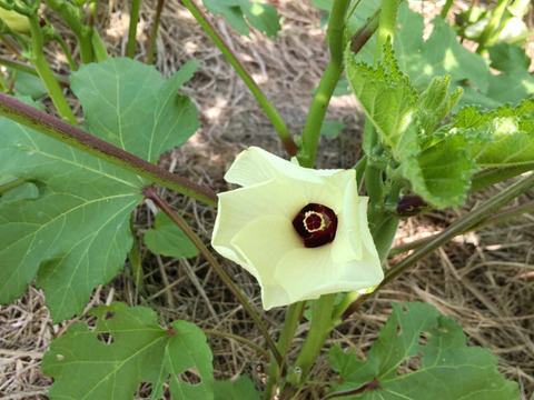 【自然栽培】３歳の娘も生でバクバク！ 丸オクラ 1.5kg