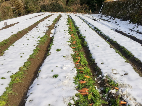雪の下で育った【有機JAS人参(彩誉)3kg】緑肥と太陽熱を使いフカフカの土を育ています。