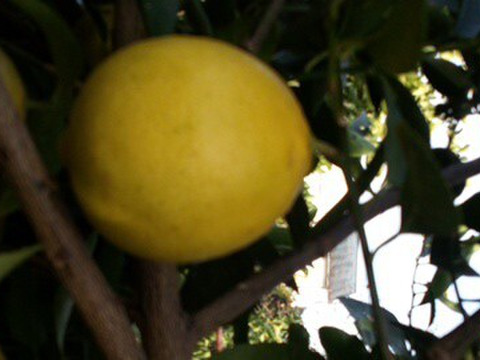 どちらも２級品　ライム　ベルガモット合わせて１.8ｋｇ セット【柑橘食べ比べ】