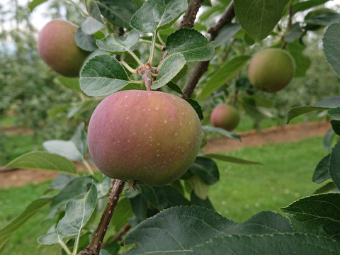 「しなのリップ約1.5kg」後残り2ケースになりました　夏りんごの主役！長野県オリジナル品種。果汁が多く甘味と酸味のバランスが良い。夏収穫りんごを食べるなら押さえておきたい品種です。お届け後冷蔵庫にて
