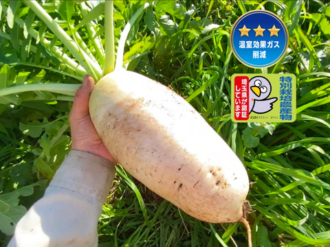 12月から販売予定【自然栽培🍀固定種】加賀伝統野菜打木源助大根・約1〜2kg・味しみ抜群！サラダ・おでんなど用途が広い