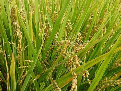 愛知県産　もち米「特別栽培米」　3kg
