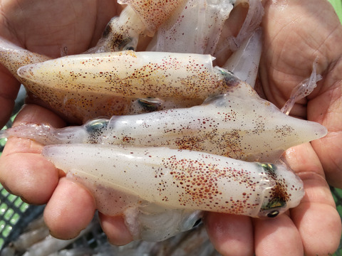 ヒイカ大中サイズ約２㌔