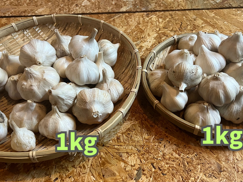 土付き生にんにく10キロ 自然農法 Harvesting natural onions and garlic [no pesticides, no