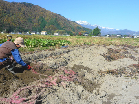 冬の楽しみ＊甘～い！紅はるか3kg～農薬/化学肥料・不使用