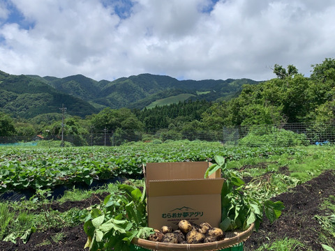 【牛すじカレーセット】赤身肉付の牛すじ肉500ｇとじゃがいも１kg（メークイン：土付き）セット