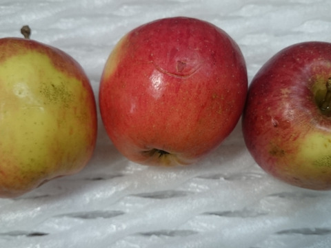 小玉りんご好きな方へ/特別栽培りんご小玉詰め合わせ5キロ