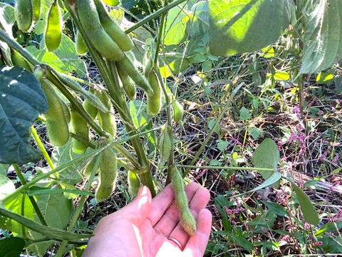📣今季最終【自然栽培🍀自家採種・大粒枝豆】美味しくて止まらない！😆大豆になる手前の旨味がギュッと詰まった枝豆（５００g）