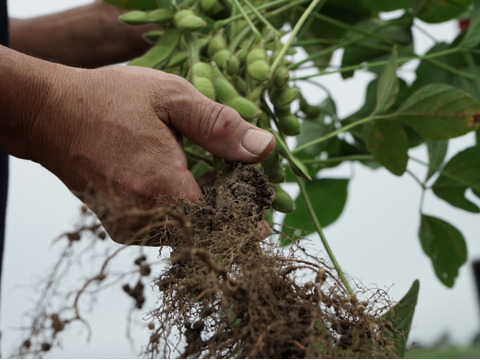 ★訳あり規格外品‼️白山だだちゃ豆2kg