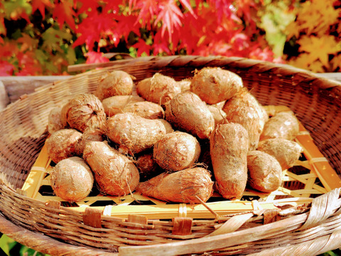 自然栽培　里芋（土垂）2kg