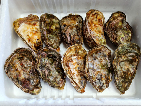 売り切れ御免💦Ｌサイズ【加熱用】殻付き牡蠣10ヶ