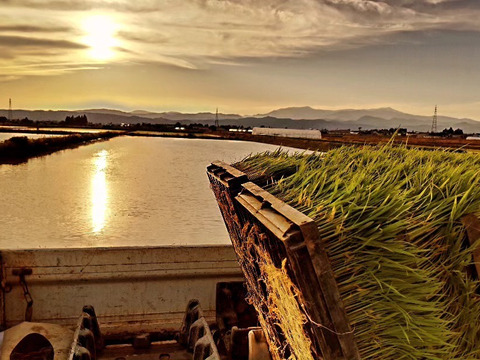 雪蔵銀ぴか米（ひとめぼれ）10㎏