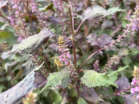 【自然栽培🍀自家採種 】赤しその実５０g・美味しい簡単レシピ付き