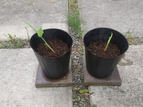 花苗　ジンジャーリリーホワイト　21㎝ビニールポット