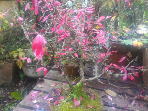 観賞用 花 植物 ニシキギ 約cmポット 内容量１ヶ 岐阜県産 食べチョク 農家 漁師の産直ネット通販 旬の食材を生産者直送