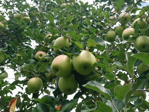 再販できました！生産者が大好きなりんご「名月約5kg入り」甘みが強い品種です。今年もご注文たくさんありがとうございます！