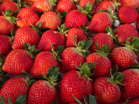 【完熟あまおう】冷凍イチゴ　500g×2パック