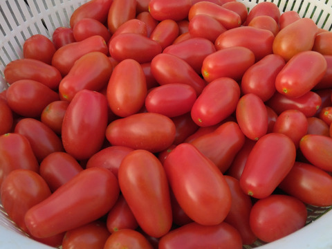 【冷蔵便】ろじとまと　ミニトマト”ロッソナポリタン”１ｋｇ入　【ちょっとだけ】