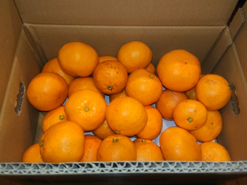 【もっとリーズナブルに】EG農園のおいしい有田みかん 3キロ箱 和歌山県 有田 みかん 2S~3Lサイズ　家庭用キズあり