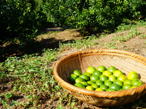 9/14～10日間限定！残暑においしい！極早生みかん 朝採れ出荷 5kg(55±5個 or 75±5個)