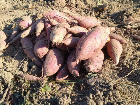 とろ蜜スイート🍯島原の紅はるか🍠｜5kg【冬ギフト】