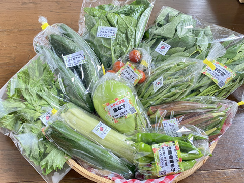 【自然栽培🍀80サイズ】朝採り新鮮！旬菜セットM（３〜５人様向け）