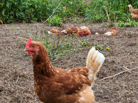 純国産鶏種もみじ貴重な放牧飼い有精卵　道産飼料【30個】