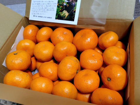 【アワード受賞】ちょっと傷あり『寿太郎』3kg サイズ混合 高糖度系の本格貯蔵みかん 西浦ブランドみかん 仲屋 海瀬農園