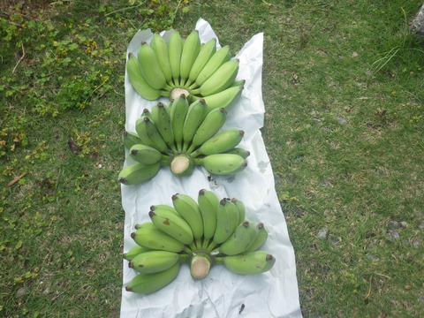 もちもち食感！！西表もちっこバナナ1.5ｋｇ