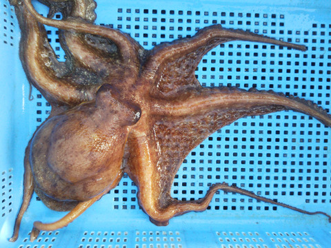 活〆マダコ（1.5〜2㌔）