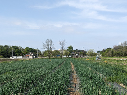 【赤玉ネギたっぷり9.5kg】食べチョクアワード野菜部門2位受賞の土壌医&有機農家が育てる自慢の玉ねぎです。