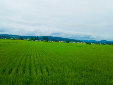 【令和6年新米】つや姫　白米20kg　特別栽培米  山形県飯豊町産