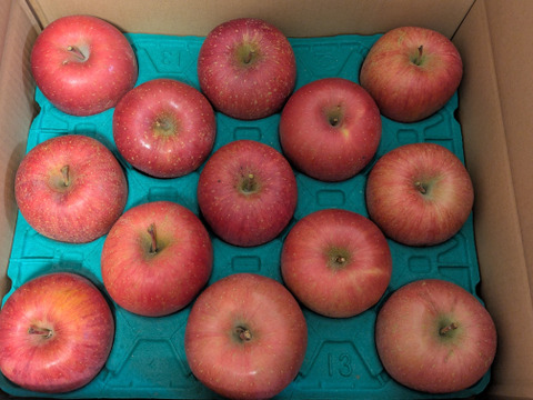 【販売開始！人気商品】青森県産りんご「サンふじ」家庭用 キズ有 約5kg【美味・光センサー選果済】