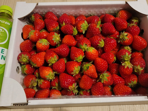出産祝いなども豊富 コロコロ小粒いちご詰め合わせ1kg ✳︎品種は私たちにおまかせ 果物