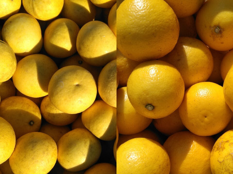 高知特産柑橘食べ比べ♪土佐文旦訳あり3〜4個（1.8〜2kg）＆小夏(別名：日向夏、ニューサマーオレンジ)無選別（約2kg）合計4kg ☆便利な文旦用皮むき器付き☆ 【食べチョク限定】【柑橘食べ比べ】