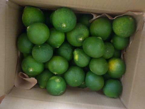 爽やかな香り！自然栽培摘果みかん　２ｋｇ