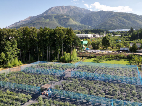 【びっくりする美味しさ】今が旬の樹上完熟ブルーベリー３００ｇ。