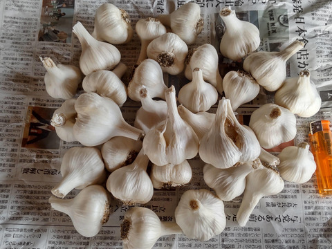 農薬散布０回　青森県産ホワイトにんにく1㎏　有機栽培