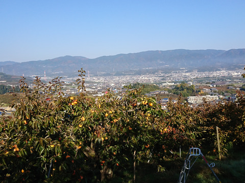 ※数量限定※贈ってもらえると嬉しい　和歌山晩秋の味覚　富有柿　贈答品（9個入）